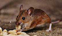 24 Hour & Emergency Exterminators in Blue Spring, KY